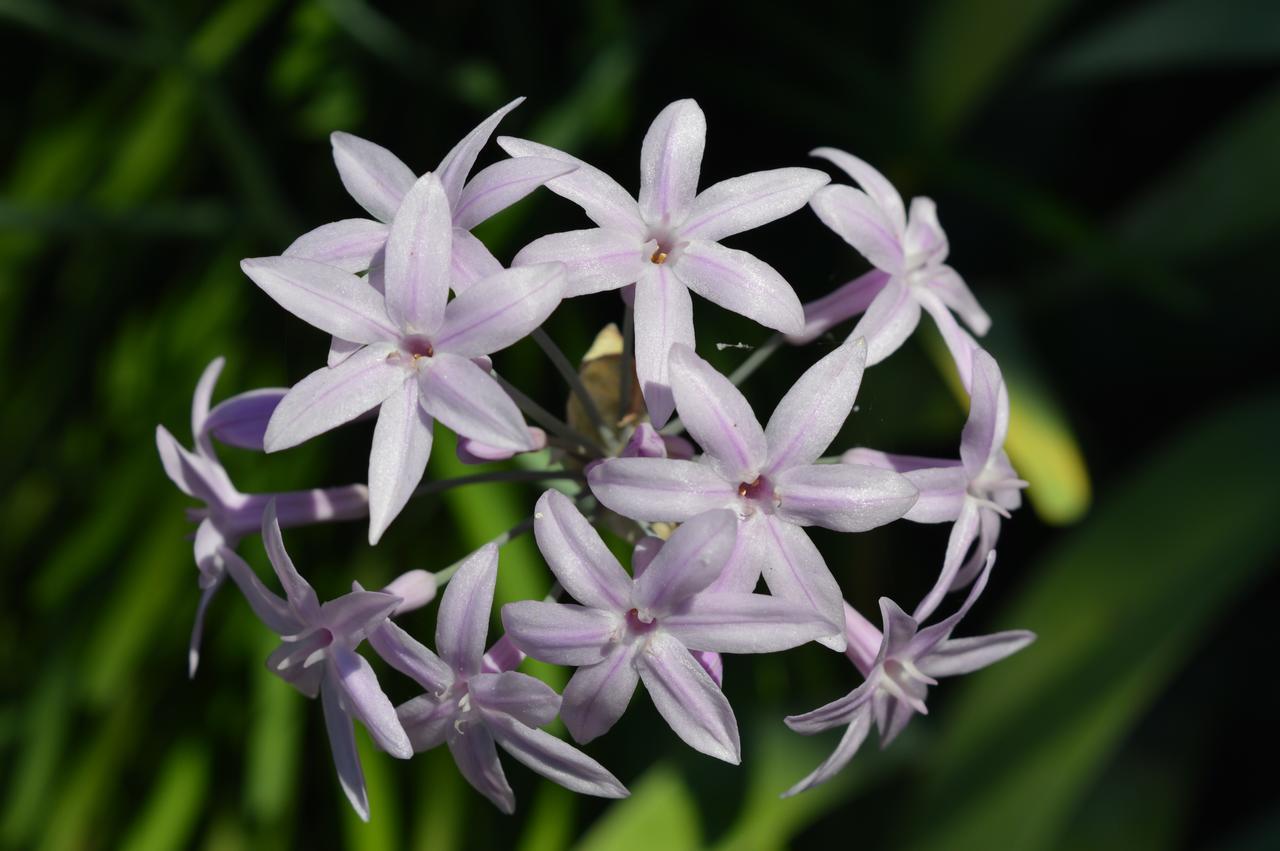مبيت وإفطار كاروفينيو The Proud Garden المظهر الخارجي الصورة
