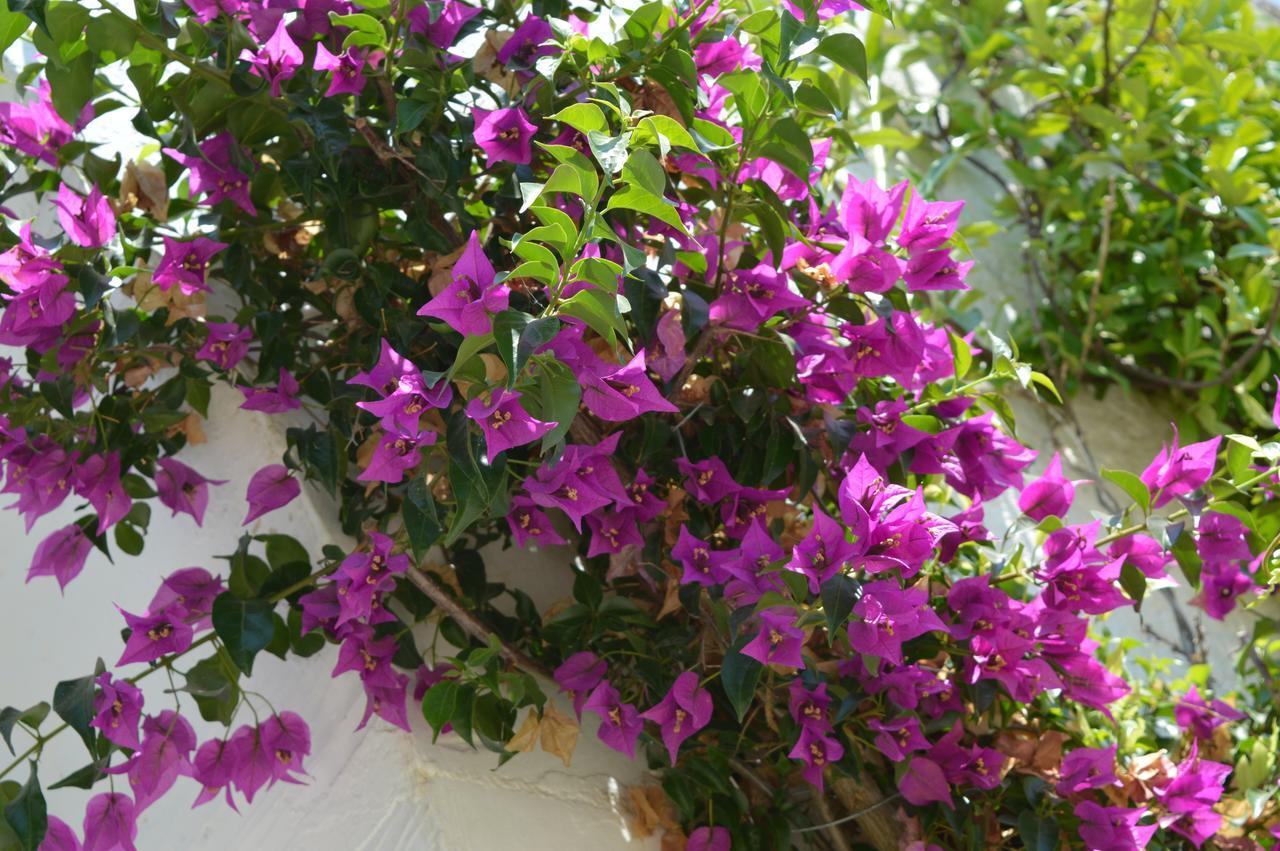 مبيت وإفطار كاروفينيو The Proud Garden المظهر الخارجي الصورة