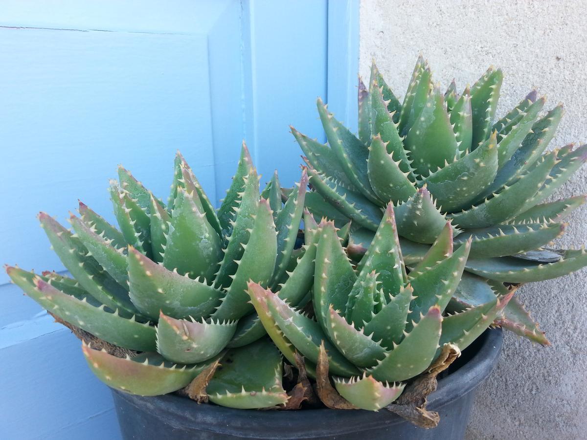 مبيت وإفطار كاروفينيو The Proud Garden المظهر الخارجي الصورة