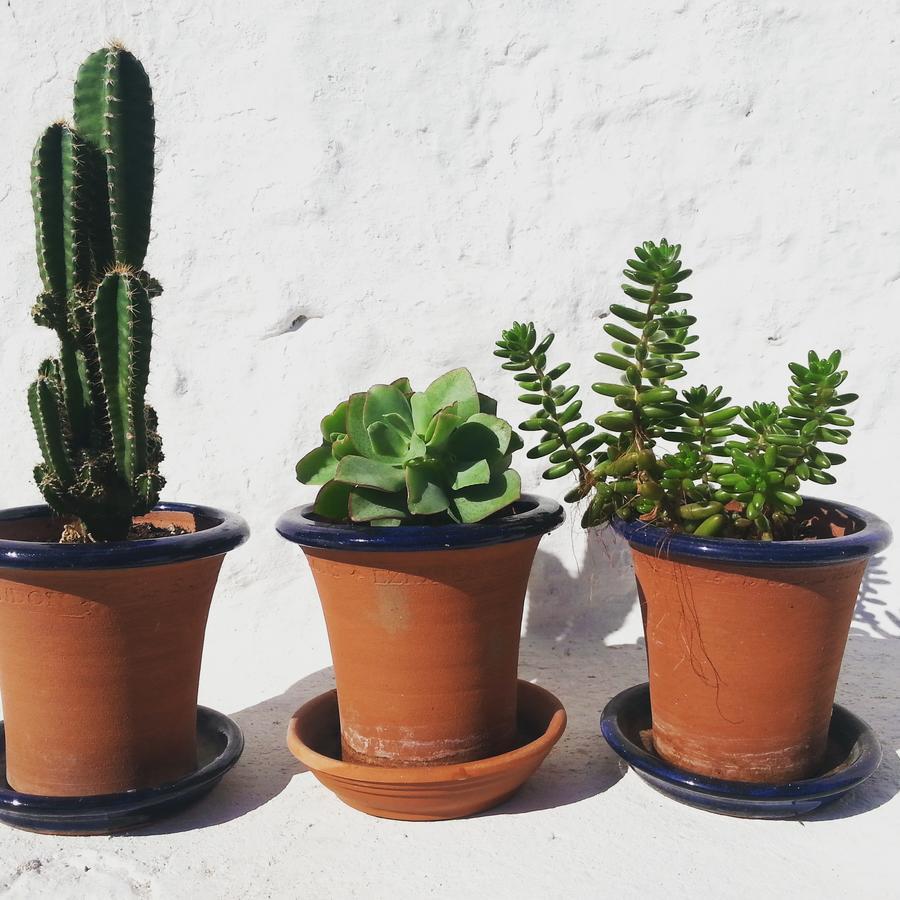 مبيت وإفطار كاروفينيو The Proud Garden المظهر الخارجي الصورة
