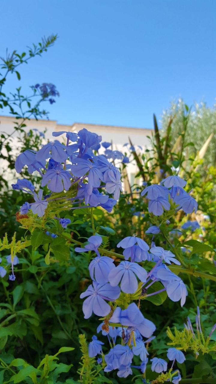 مبيت وإفطار كاروفينيو The Proud Garden المظهر الخارجي الصورة